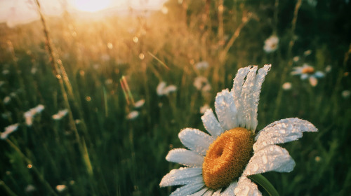 Dienen durch Mitgefühl