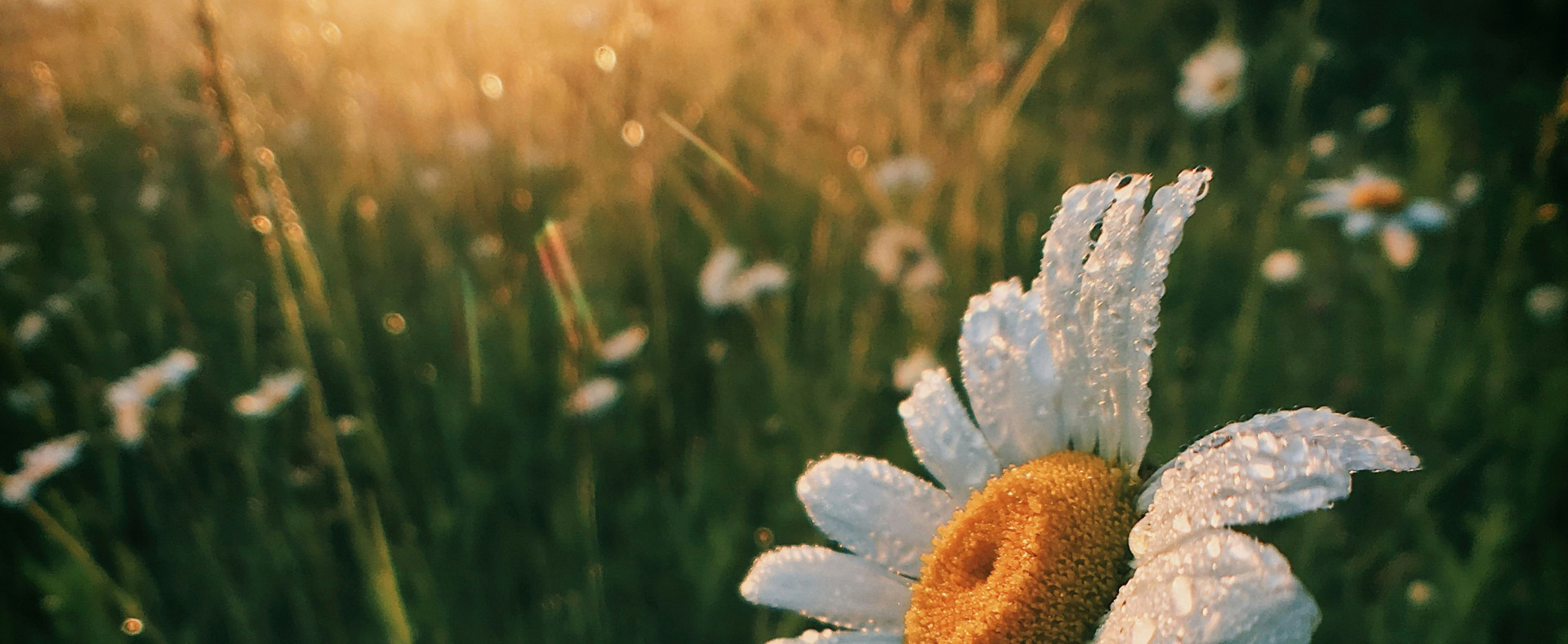 Mitgefühl: Das wunscherfüllende Juwel